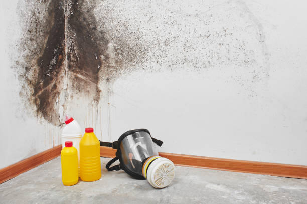 Professional Mold Removal in Pecan Grove, TX
