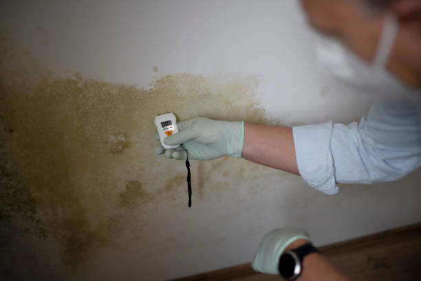 Best Crawl Space Mold Removal  in Pecan Grove, TX