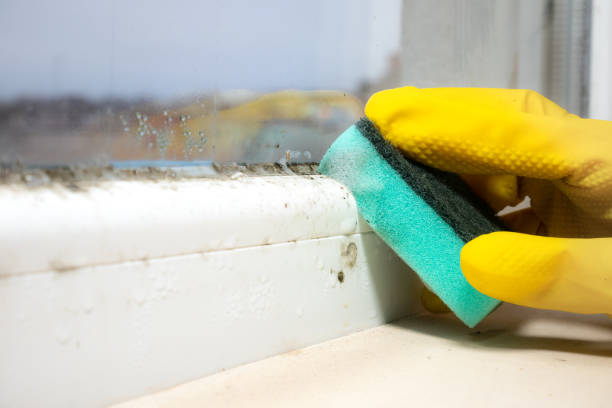 Crawl Space Mold Removal in Pecan Grove, TX