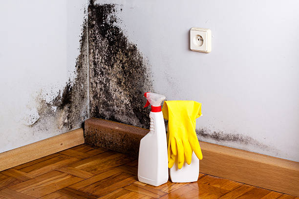 Best Black Mold Removal  in Pecan Grove, TX