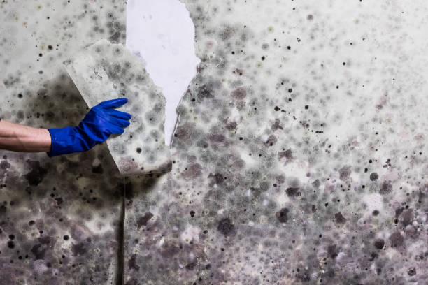 Best Black Mold Removal  in Pecan Grove, TX