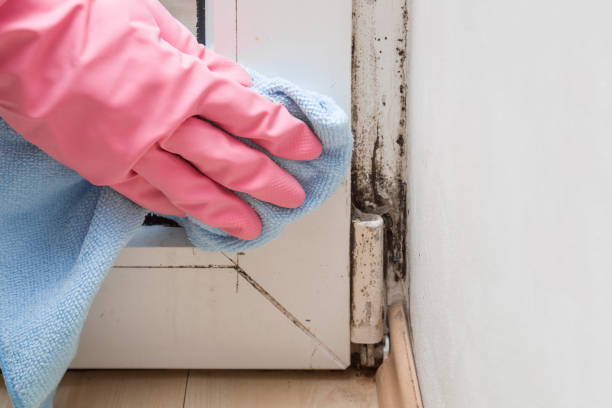 Best Toxic Mold Removal  in Pecan Grove, TX