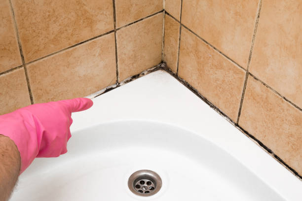 Best Attic Mold Removal  in Pecan Grove, TX